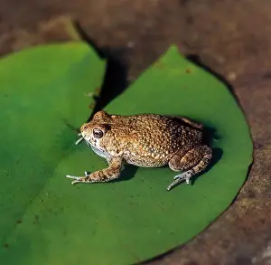 Amphibians Prints: Toad - African (Bufo regularis) sitting on lily leaf calling, South Africa