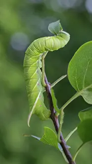 Ontario Prints: Tobacco Hornworm caterpillar, Manduca sexta, eating a leaf, Ontario, Canada