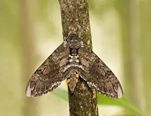 Arthropod Prints: Tobacco Hornworm moth (Manduca sexta) perching on a tree trunk