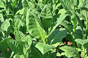 Smoking Prints: Tobacco plantation, tobacco leaves
