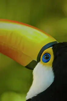 Southamerica Prints: Toco Toucan ( Ramphastos toco )