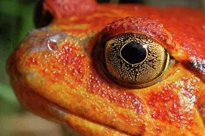 Frog Prints: Tomato frog north east of Madagascar