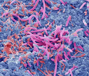 Human Body Prints: Tongue bacteria. Coloured scanning electron micrograph (SEM) of bacteria on the surface of a human tongue