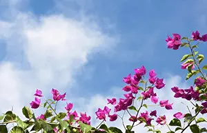 Variety Prints: Tops of Bougainvillea vine covered in magenta flowers against blue sky