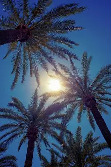 Global Warming Prints: The tops of palm trees and bright sun in Palm Springs