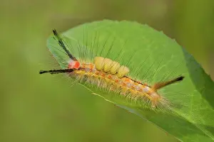 Arthropod Prints: Topside view of a Fir tussock moth caterpillar (Orgyia detrita) crawling on a green leaf