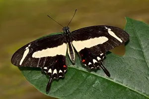 Focus On Foreground Prints: Torquatus Swallowtail (Papilio torquatus) butterfly on a leaf