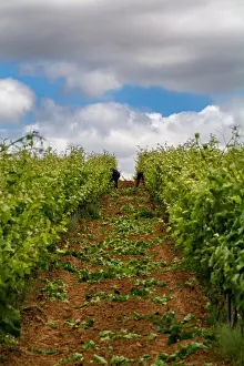 Wine Prints: Torres Vedras Portugal. 18 May 2017