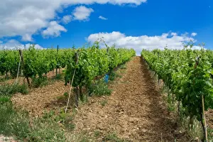 Farm Prints: Torres Vedras Portugal. 18 May 2017