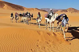 Dried Prints: Touareg camel caravan with tourists travelling through low sand dunes of Erg Mehejibad