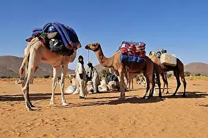 Prepare Prints: Touareg of the Kel Immidir preparing a tourist caravan