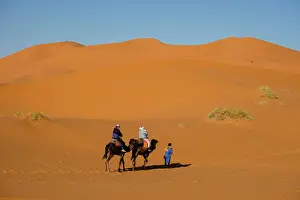 System Prints: tourist camel caravan on Erg Chebbi tourist camel caravan on Erg Chebbi