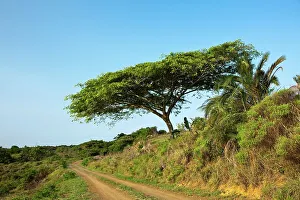 Tourist road of the Eastern Shores of Isimangaliso Wetland Park (Greater St Lucia Wetland Park)