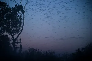 Superstock Prints: Tourist watching Straw-coloured Fruit Bats (Eidolon helvum) returning to their daytime roost pre-dawn (before sunrise)