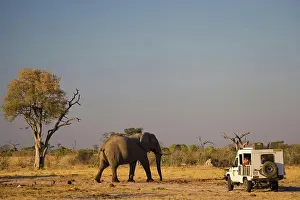 African Photograph Prints: Tourists in Game Drive vehicle watching Elephant (Loxodonta africana) at Pump Pan