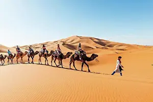 Caravan Prints: Tourists ride on Dromedary (Camelus dromedarius)
