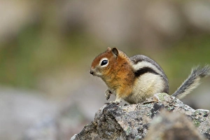 Perch Prints: Townsend's Ground Squirrel, Spermophilus townsendii, British Columbia, Canada