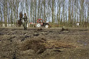 Carry Prints: Tractor on field and man carrying faggot of wood planting trees in ploughed soil in spring
