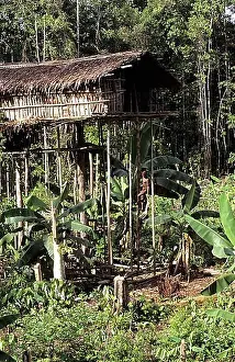 Traditions Prints: Traditional tree house, Korowai people