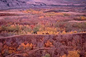 Pathway Prints: Trail Riding in Autumn, Dry Island Buffalo Jump Provincial Park, Alberta, Canada