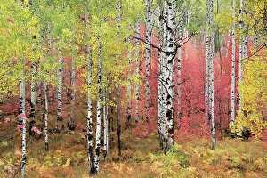 Utah Prints: A trail through the woods. Vivid autumn foliage colour on maple and aspen tree leaves