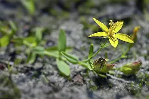 Blossoms Prints: Trailing St John's wort (Hypericum humifusum), Trailing St. John's-wort in flower