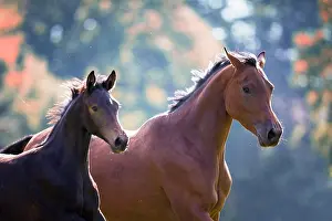 Equidae Prints: Trakehner Horse. Bay mare with foal on a pasture. Germany