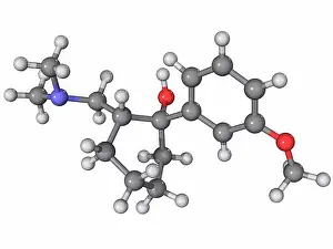 Drug Prints: Tramadol, molecular model. This is a synthetic opioid analgesic painkiller drug
