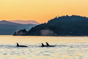 Non Urban Prints: Transient killer whales (Orcinus orca) surfacing at sunset