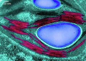 Culinary Prints: Transmission electron micrograph of a chloroplast