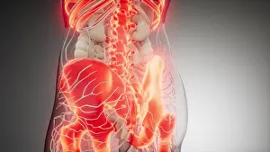 2019 Prints: Transparent Human Body with Visible Bones medical science illustration of human skeleton bones Copyright: xZoonar