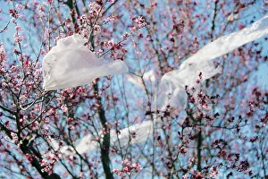 Global Prints: From below transparent plastic material waving on wind while hanging on branches against cloudless blue sky polluting