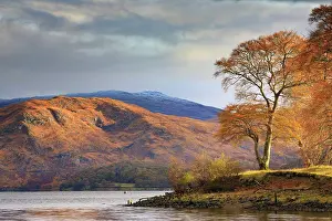 Loch Prints: A tree captured at Taynuilt Pier on Loch Etive
