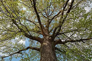View Upwards Prints: Tree crown of a English oak (Quercus robur) with the first leaves in spring