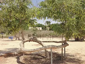 Farm Prints: Tree cultivated as living nature sculptures at Kibbutz Revivim; in the Negev Desert in Israel