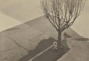 1924 Prints: Tree with Dog; Tina Modotti (American)