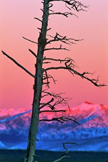 Wyoming Prints: Tree at dusk, Yellowstone Lake, Yellowstone National Park, Wyoming, USA