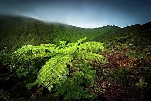 Fern Prints: Tree fern (Cyatheales) in front of mountain slopes in the fog