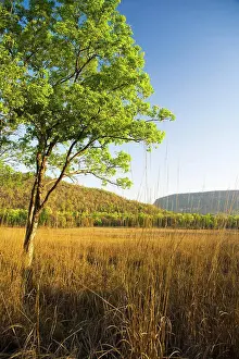 Peacefulness Prints: Tree in a forest, Bandhavgarh National Park, Madhya Pradesh, India