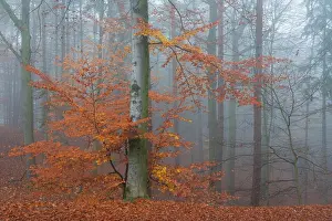 Woody Plant Prints: Tree with orange leaves in autumn during misty morning