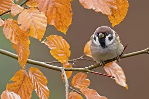 Vertebrate Prints: Tree sparrow ( Passer montanus)