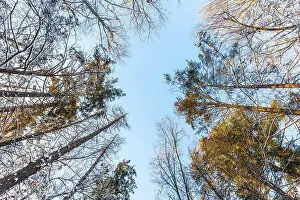 Weather Prints: Tree tops of winter forest blue sky sunny day yellow