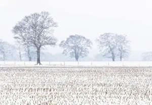 Capital Cities Prints: Trees in the field, Darlands Nature Reserve