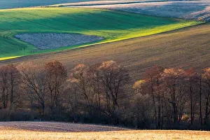 Farm Prints: Trees in the fields of Turiec region, Slovakia