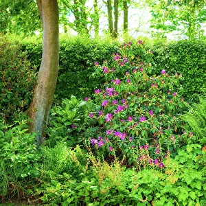 Petals Prints: Trees, flowers and blossom in garden