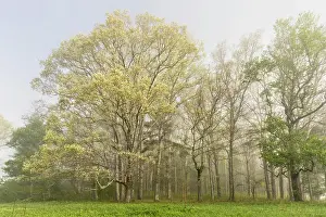 Trees on foggy morning along Sparks Lane, Cades Cove, Great Smoky Mountains National Park, Tennessee