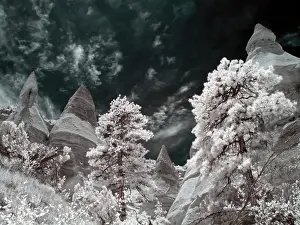 Santa Fe Prints: Trees in a forest, Kasha-Katuwe Tent Rocks, Santa Fe, New Mexico, USA