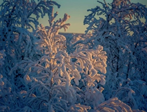 Tours Prints: Trees in the frozen landscape, cold temperatures as low as -47 celsius, Lapland, Sweden