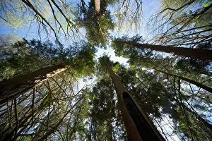 Wide Angle Prints: Trees From Low Angle