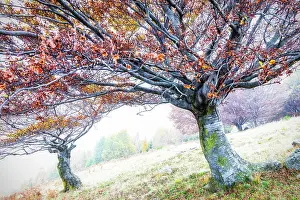 Autumnal Prints: Two trees with orange leaves in the fog, Lombardy, Italy, Europe